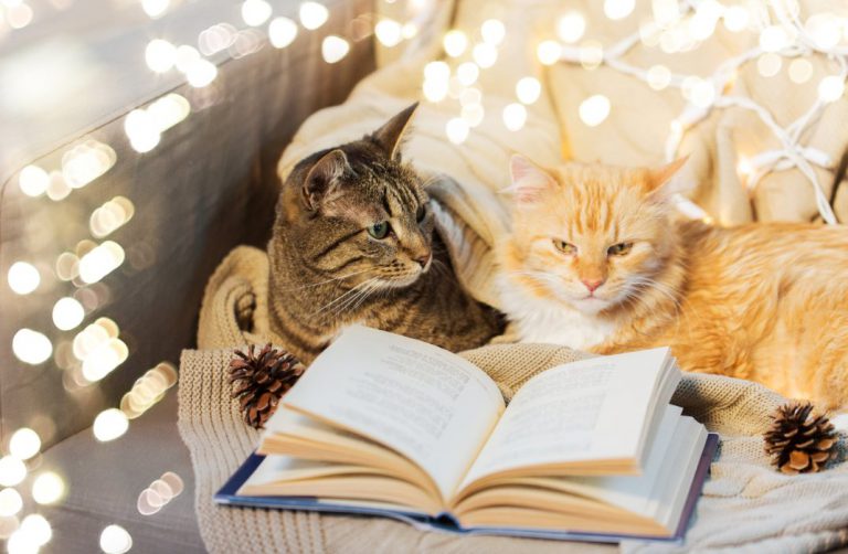 Best Pets for College Students BookDeal Blog